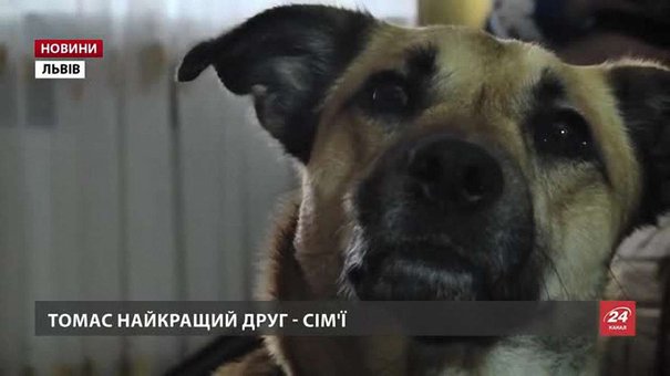 На Львівщині намагаються врятувати собаку, який «навчив» дівчинку говорити
