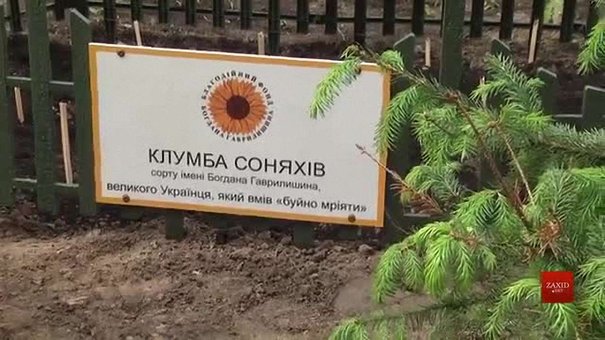 У львівському парку «Горіховий гай» висадили соняшники Богдана Гаврилишина