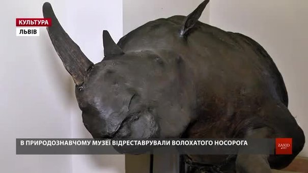 У природознавчому музеї Львова покажуть волохатого носорога, якому 14,5 тис. років