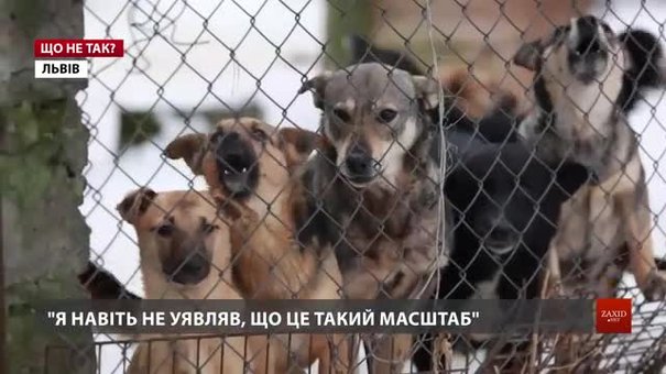 «Волонтери часто витрачають тисячі гривень на утримання однієї чи декількох собак»