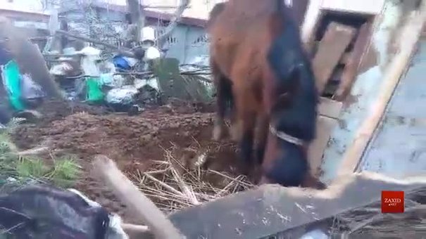 У Брюховичах поліцейські виявили коня, якого утримували в жахливих умовах
