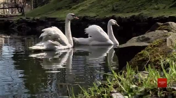 На озеро Стрийського парку після зимівлі повернулася пара лебедів