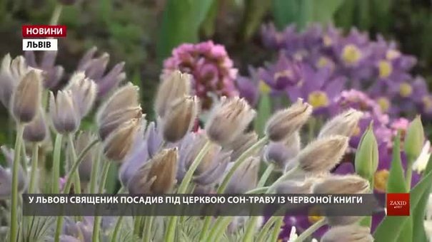 На подвір’ї львівської церкви священик вирощує червонокнижну сон-траву