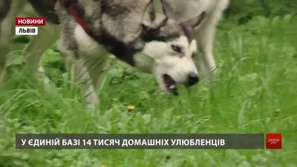 У Львові муніципали перевіряють наявність реєстраційних жетонів у власників собак