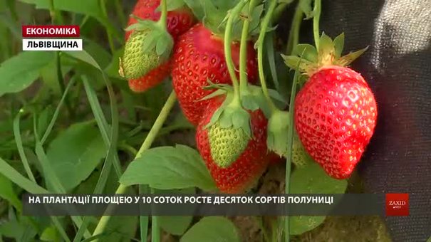 Щодня із плантації полуниць у приватному господарстві на Львівщині збирають до 100 кг ягід