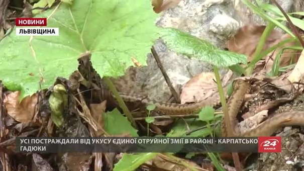 Життю вагітної жінки, яку вкусила змія на Сколівщині, загрози немає