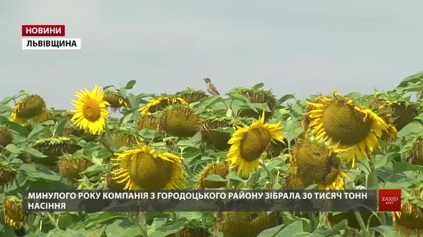 Львівщина вже кілька років експортує соняшник у Прибалтику та інші країни Європи