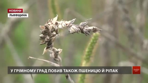 Сільгоспвиробники Львівщини не можуть зібрати урожай через постійні дощі