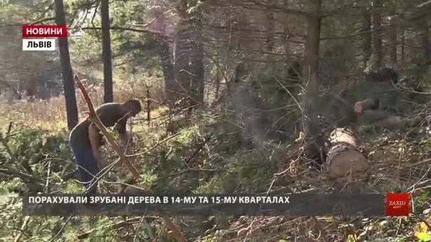Екологи розпочали перевірку Дністрянського лісництва через незаконну рубку дерев