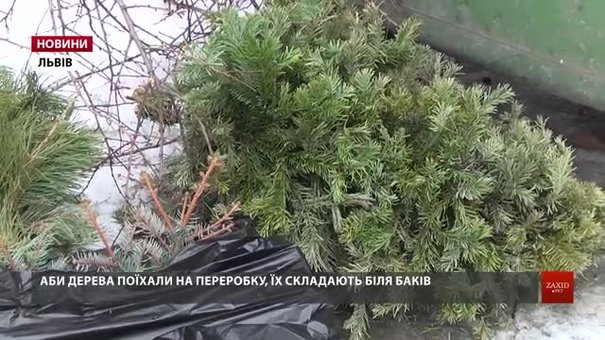 Львів’ян закликають відповідально утилізувати новорічні ялинки