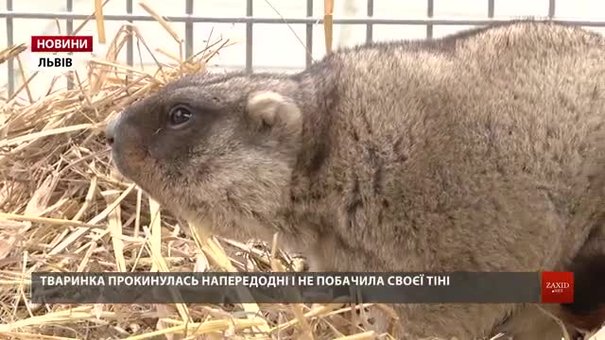 Львівська бабачиха Маруся пророкує теплу весну вже за чотири тижні