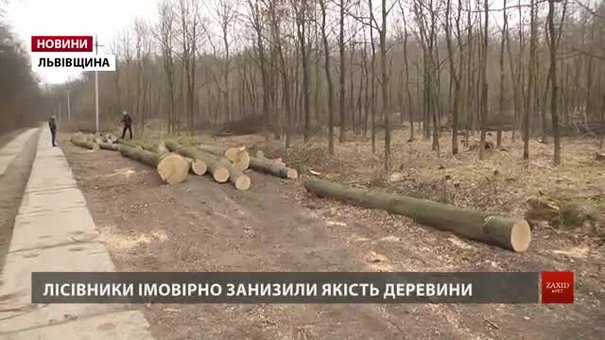 Працівник Дрогобицького лісгоспу впіймав своїх колег на порушеннях під час вирубки дуба