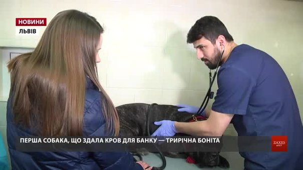 У Львові відкрився перший у Західній Україні банк крові для собак
