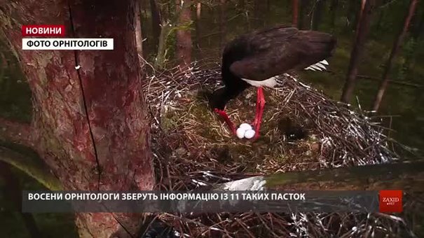 Львівські орнітологи встановлять 11 фотопасток у гніздах чорних лелек