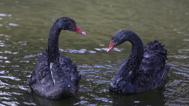 Вперше на озеро в Стрийському парку випустили чорних лебедів