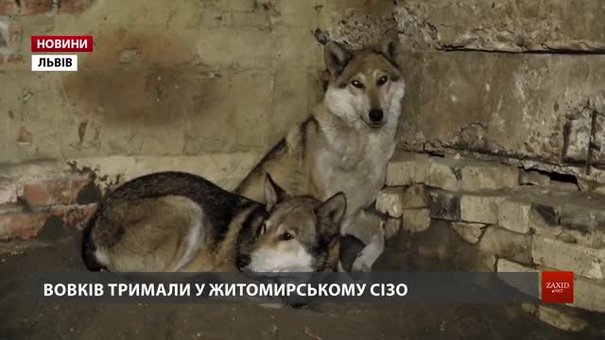 Зоозахисники збирають гроші на вольєр для вовків з Домівки врятованих тварин 