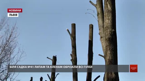 Львівські фахівці розповіли, до чого призводить варварська обрізка дерев