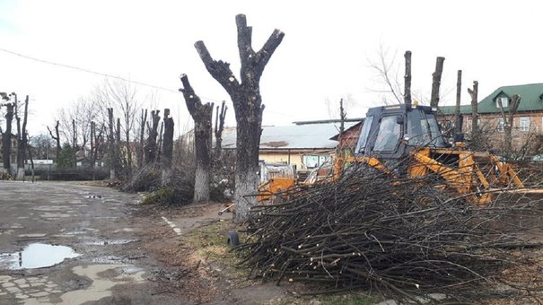 Садовий заборонив будь-яку обрізку дерев у Львові