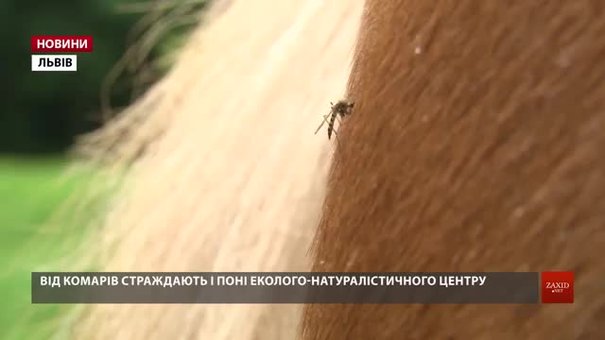 Науковці пояснили причину аномального нашестя комарів на Львівщині