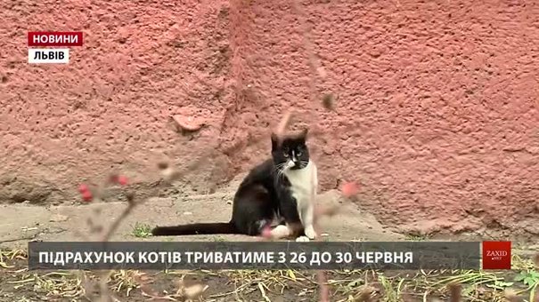 У Львові вперше у світі порахують безпритульних котів