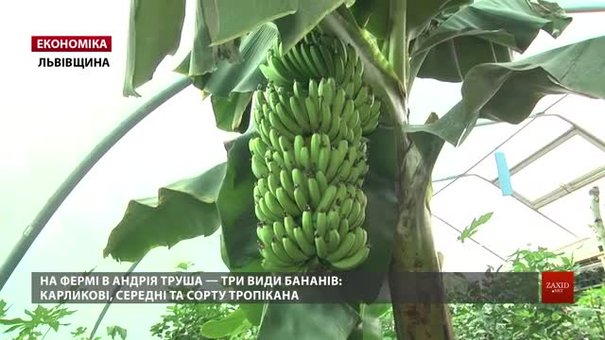 У Липниках біля Львова фермери показали, як вирощують банани у своєму господарстві