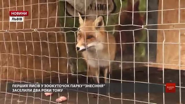 У львівській Домівці врятованих тварин збирають гроші на розширення вольєра для лисиць