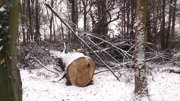 Незаконну вирізку 200-річних дубів у дрогобицькому парку розслідує СБУ