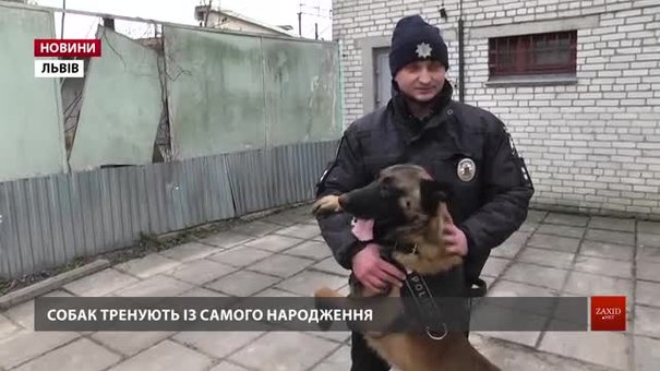 Собаки допомогли розкрити понад 250 злочинів на Львівщині минулого року