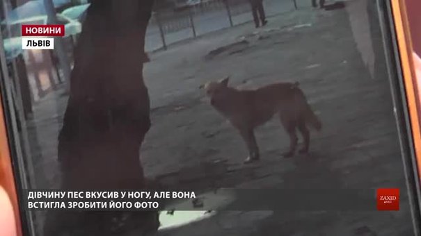 У Львові розшукують собаку, який покусав майже 20 людей