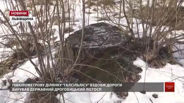 На Дрогобиччині державний лісгосп вирубав дерева «Галсільлісу» на мільйон гривень