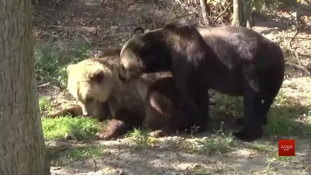 У притулок «Домажир» привезли двох ведмедів із президентської резиденції