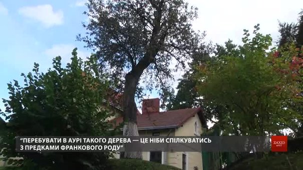 Музей Франка у Львові збирає гроші для порятунку 118-річної груші