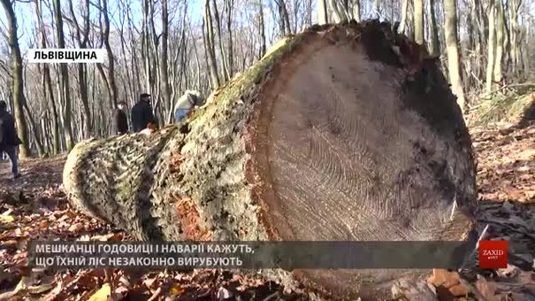 У лісі поблизу Львова активно вирубують здорові дерева