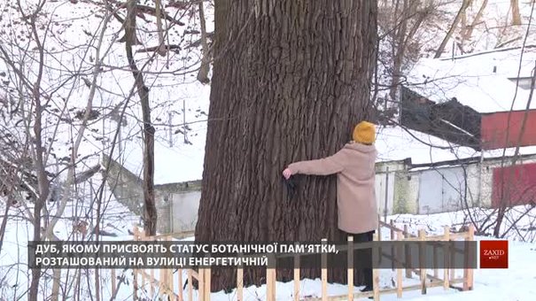 Львівський 150-літній дуб отримає статус ботанічної пам'ятки