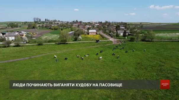 Мешканці села на Львівщині вимагають від Держгеокадастру повернути їм пасовище