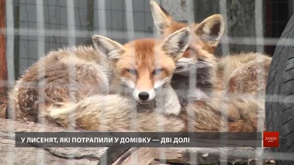 У львівській Домівці врятованих тварин виходжують лисенят, яких скривдили люди
