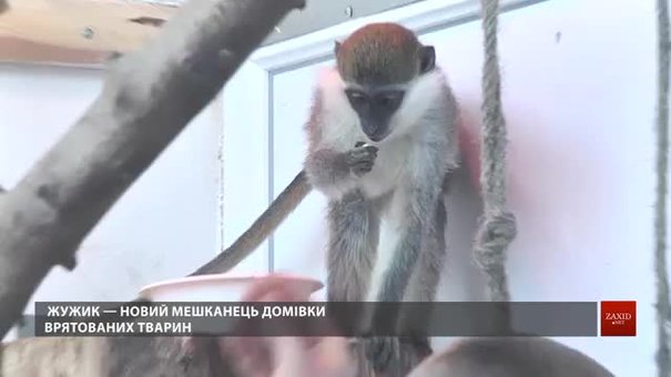 У львівській Домівці врятованих тварин оселилася зелена мавпочка