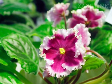 До Львова на виставку квітникарі привезли 300 сортів фіалок