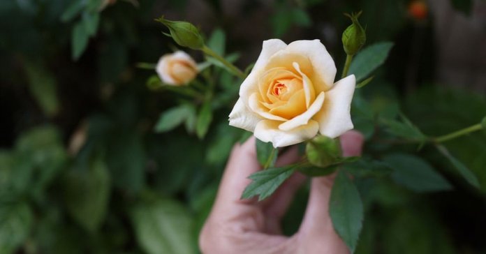 Переваги вирощування зрізаних троянд
