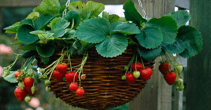 Економія на покупці