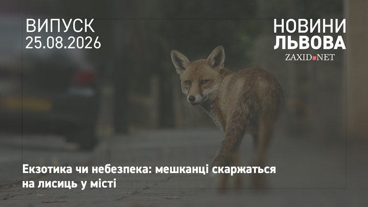 Після скарг мешканців у Львові напрацюють механізм регулювання популяції лисиць